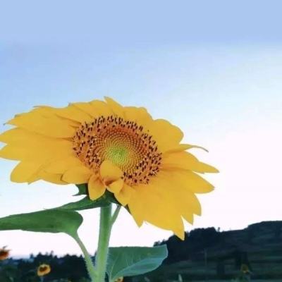 米乐·M6手机app下载